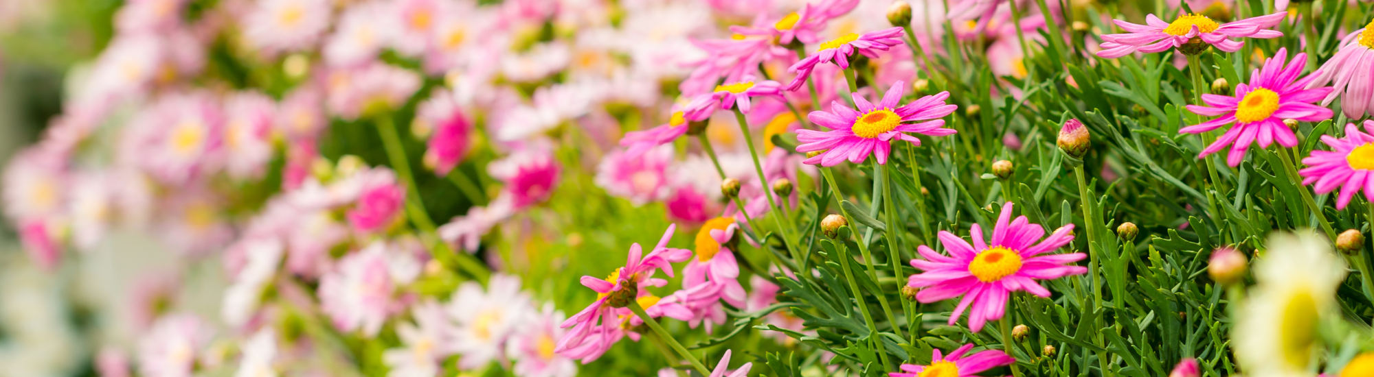 garden centre flowers