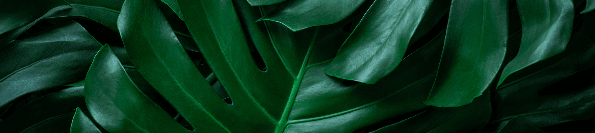 Banner Default Image