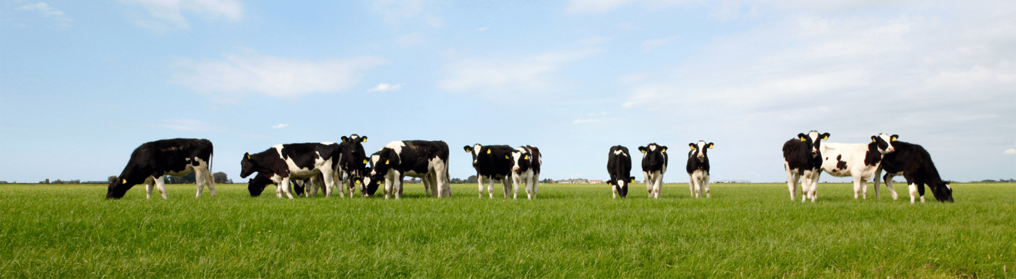 Cows in a field