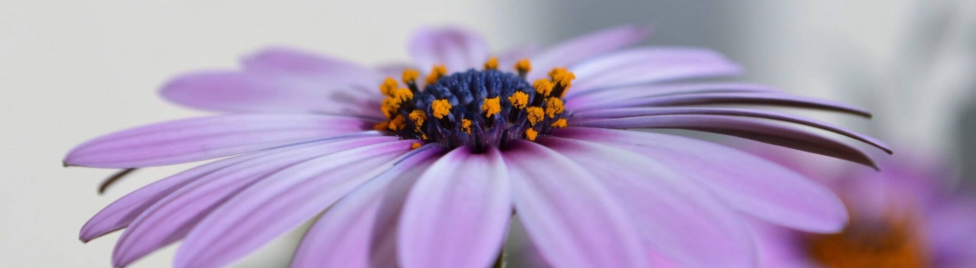 Gerbera image